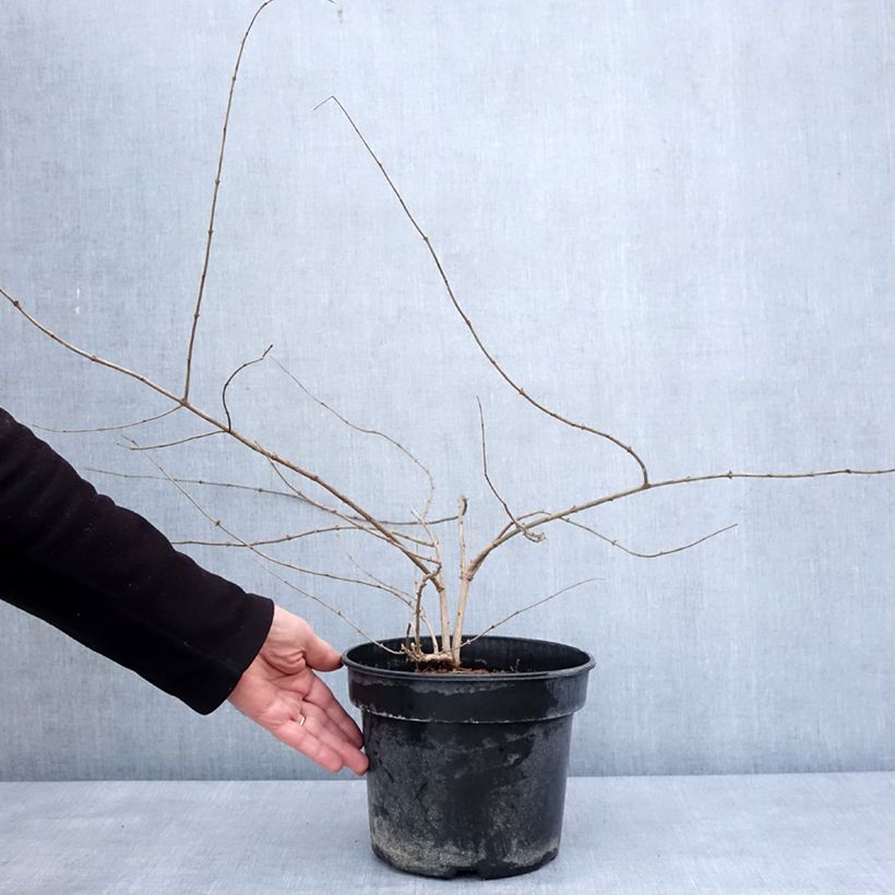 Exemplar von Lonicera maackii - Schirm-Heckenkirsche Topf mit 4L/5L wie im Winter geliefert