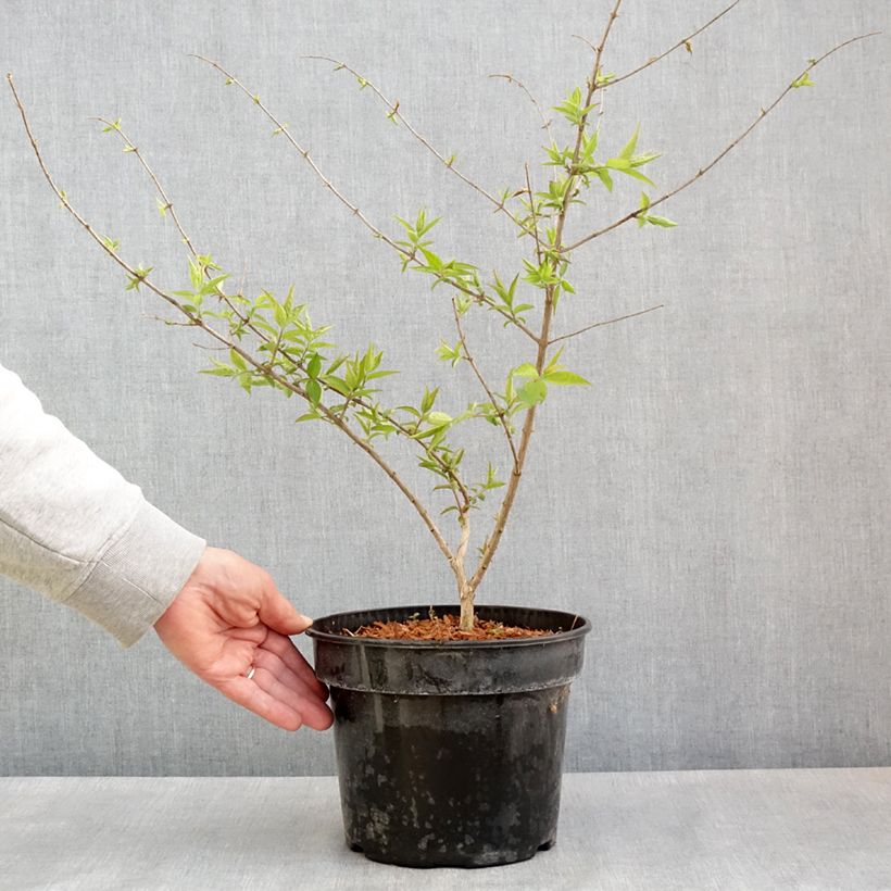 Exemplar von Lonicera maackii - Schirm-Heckenkirsche Topf mit 4L/5LGelieferte Höhe ca. 40/60cm wie im Frühjahr geliefert