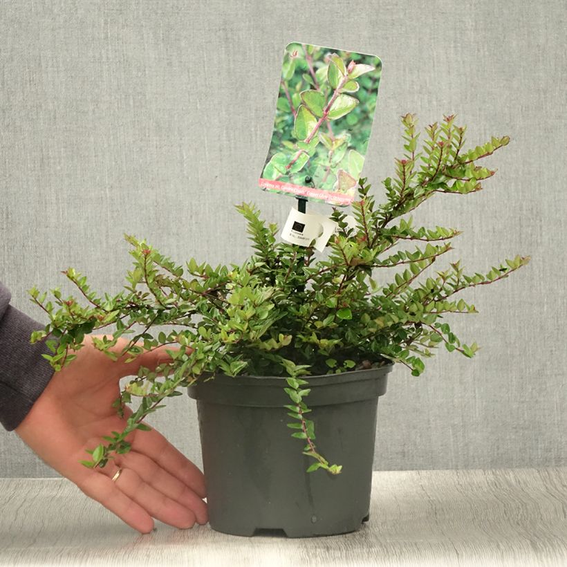 Exemplar von Lonicera nitida Garden Clouds Copper Glow - Heckenmyrte Topf mit 2L/3L wie im Sommer geliefert