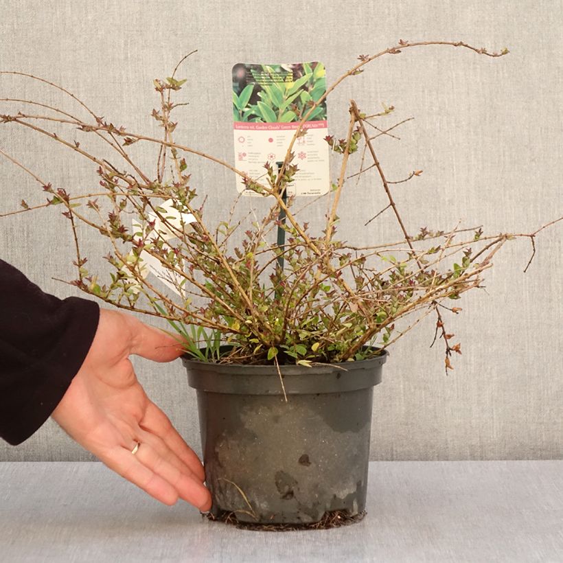 Exemplar von Lonicera nitida Garden Clouds Copper Glow - Heckenmyrte Topf mit 2L/3LGelieferte Höhe ca. 20cm wie im Frühjahr geliefert