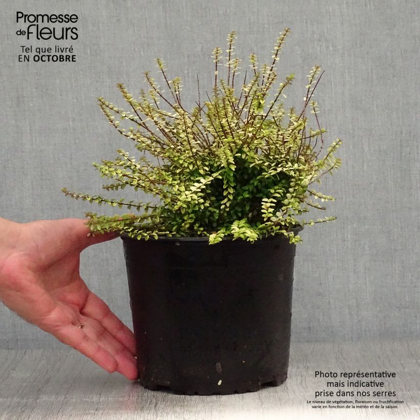 Exemplar von Lonicera nitida Twiggy - Heckenmyrte Topf mit 2L/3L wie im Herbst geliefert