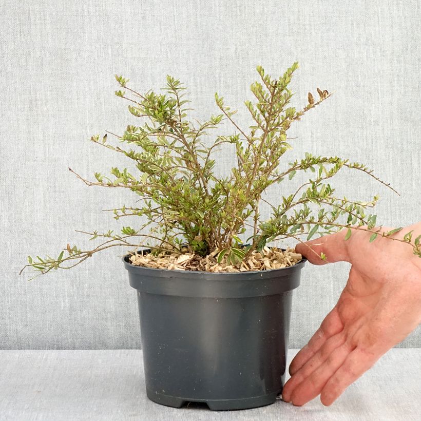 Exemplar von Lonicera nitida Twiggy - Heckenmyrte Topf mit 2L/3LGelieferte Höhe ca. 25/30cm wie im Frühjahr geliefert