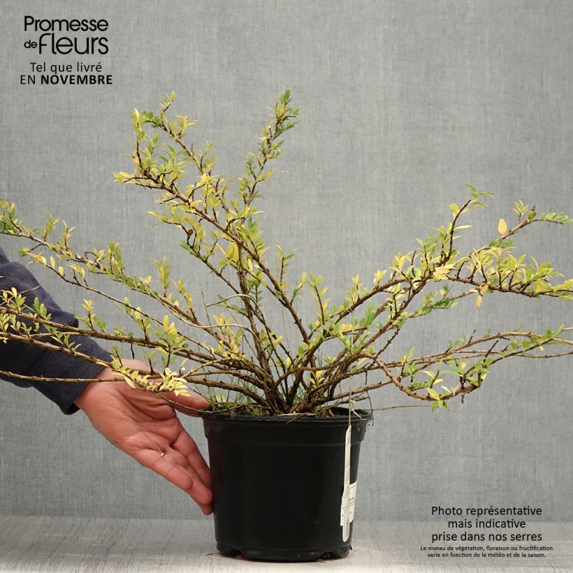 Exemplar von Lonicera pileata - Böschungsmyrthe Topf mit 2L/3L wie im Herbst geliefert