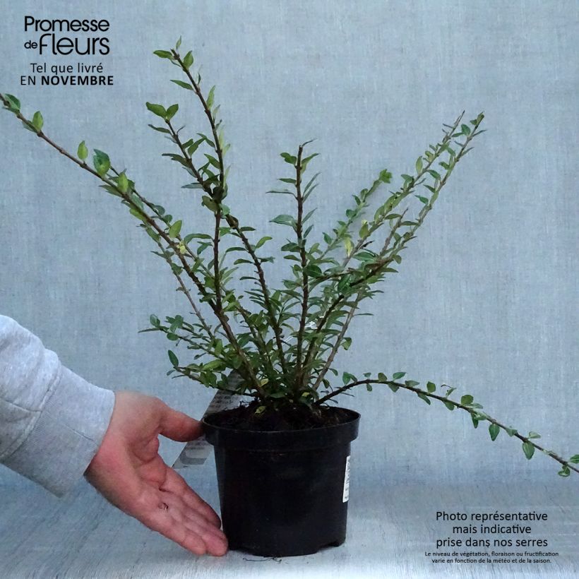Exemplar von Lonicera pileata Mossgreen - Böschungsmyrthe Topf mit 1L/1,5L wie im Herbst geliefert