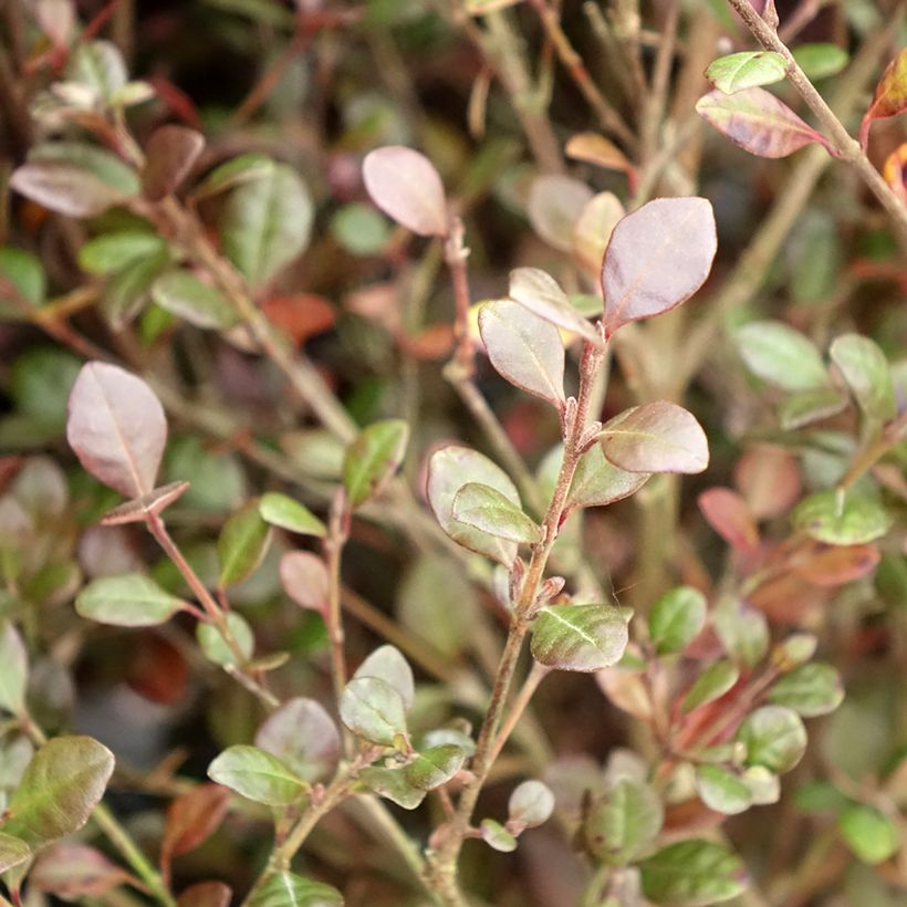 Lophomyrtus Red dragon (Laub)