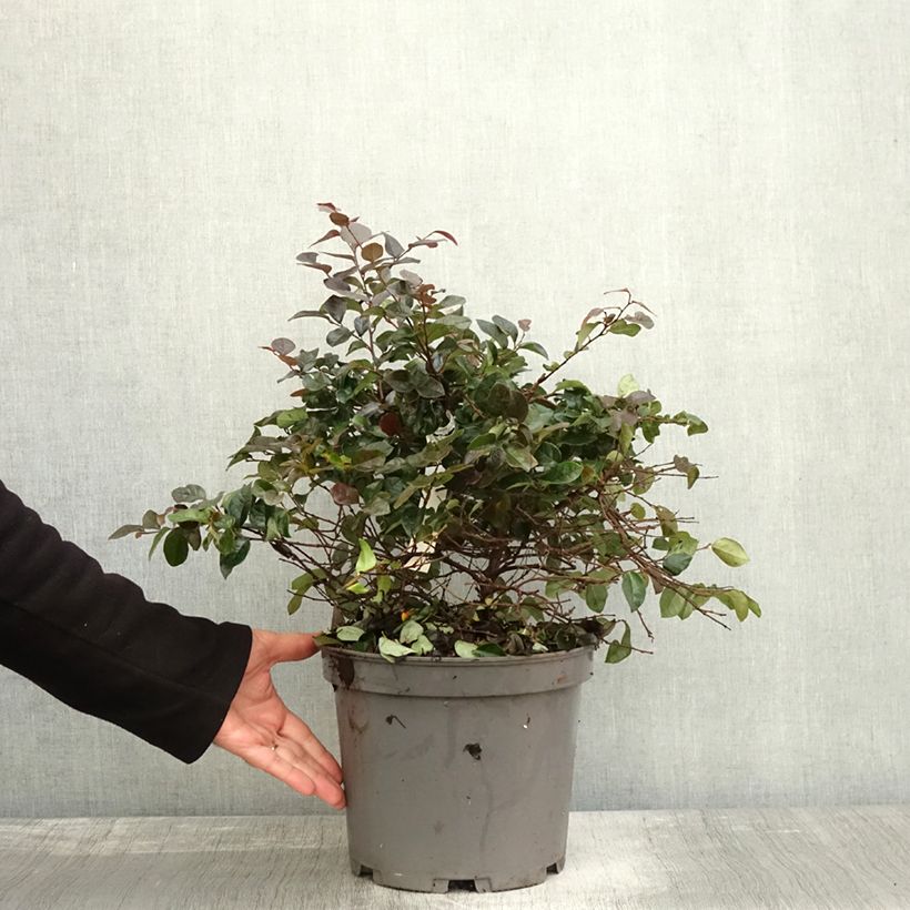 Exemplar von Loropetalum chinense Ever Red - Riemenblüte Topf mit 7,5L/10L wie im Herbst geliefert