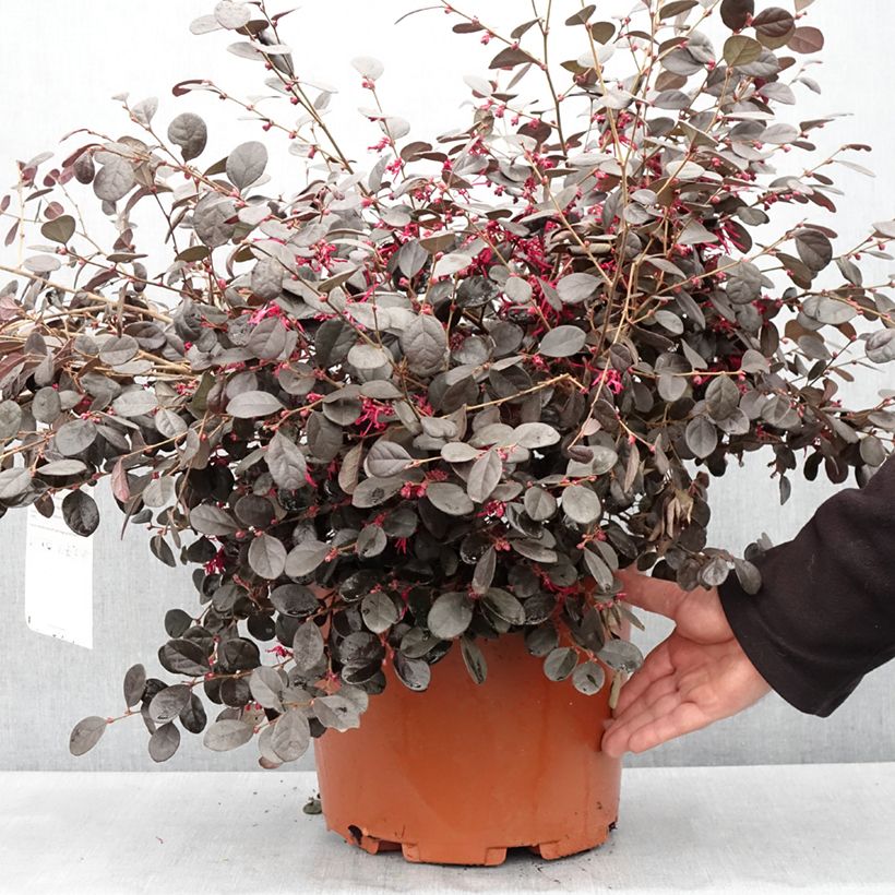 Exemplar von Loropetalum chinense Ever Red - Riemenblüte Topf mit 7,5L/10LGelieferte Höhe ca. 20/25cm wie im Frühjahr geliefert