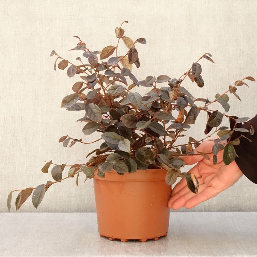 Exemplar von Loropetalum chinense - Riemenblüte Topf mit 2L/3L wie im Frühjahr geliefert