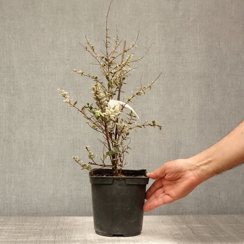 Exemplar von Luma apiculata Glanleam Gold - Chilenische Myrte Topf mit 3L/4L wie im Sommer geliefert