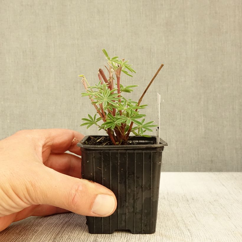 Exemplar von Baum-Lupine - Lupinus arboreus Kleine Töpfe von 7/8 cm wie im Herbst geliefert