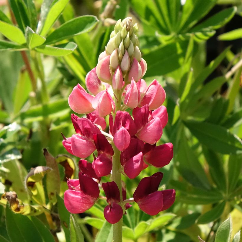 Staudenlupine Gallery Red (Blüte)