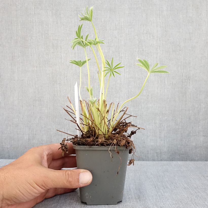 Exemplar von Staudenlupine Gallery White Kleine Töpfe von 8/9 cm wie im Sommer geliefert