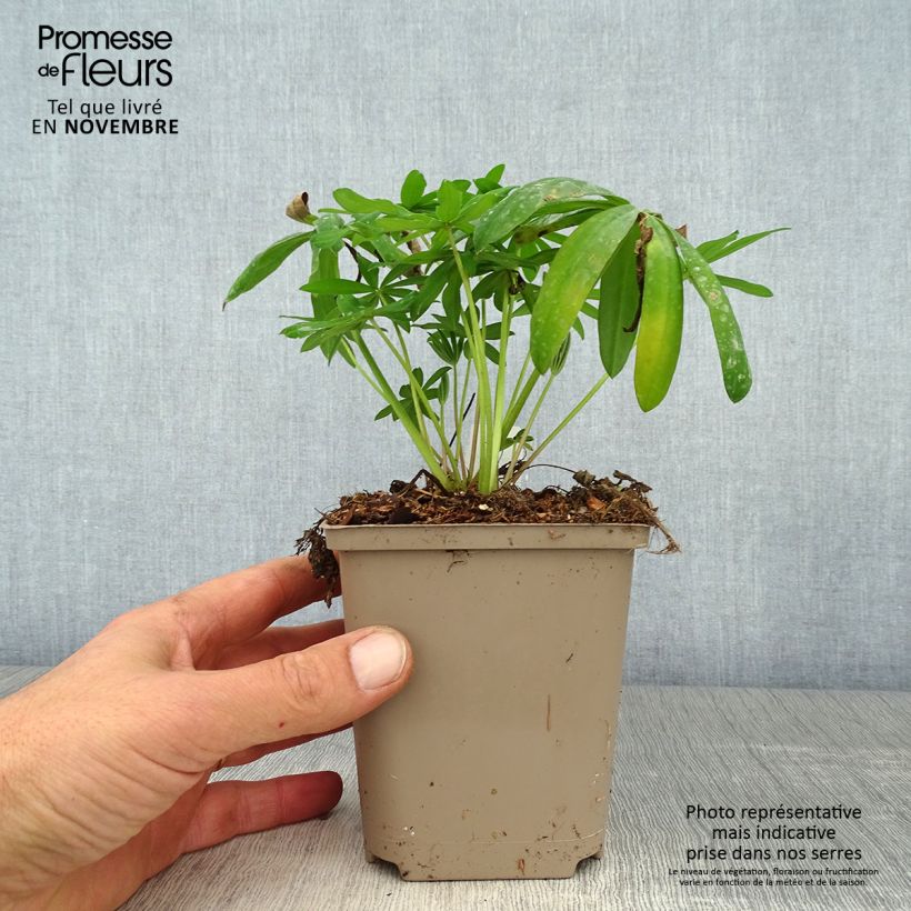 Exemplar von Staudenlupine West Country Terracotta Topf 10 cm/11cm wie im Herbst geliefert