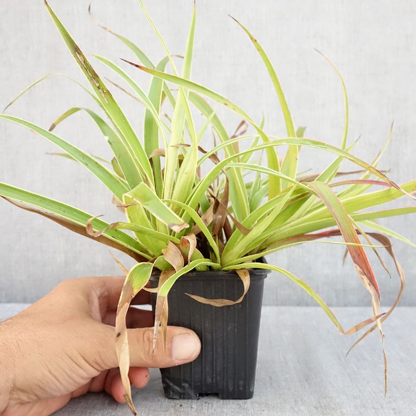 Exemplar von Wald-Hainsimse Marginata - Luzula sylvatica Kleine Töpfe von 8/9 cm wie im Sommer geliefert
