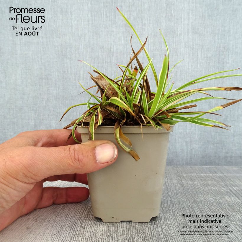 Exemplar von Wald-Hainsimse Surprise - Luzula sylvatica Kleine Töpfe von 8/9 cm wie im Sommer geliefert