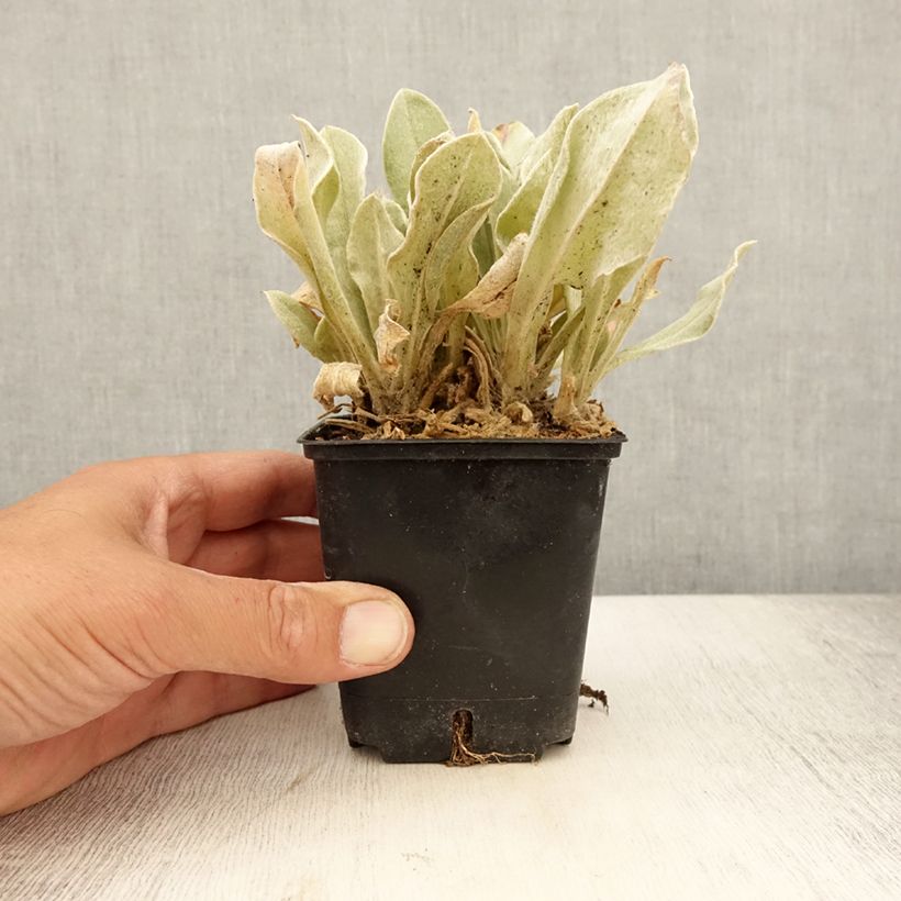 Exemplar von Kranz-Lichtnelke Atrosanguinea - Lychnis coronaria Kleine Töpfe von 8/9 cm wie im Sommer geliefert