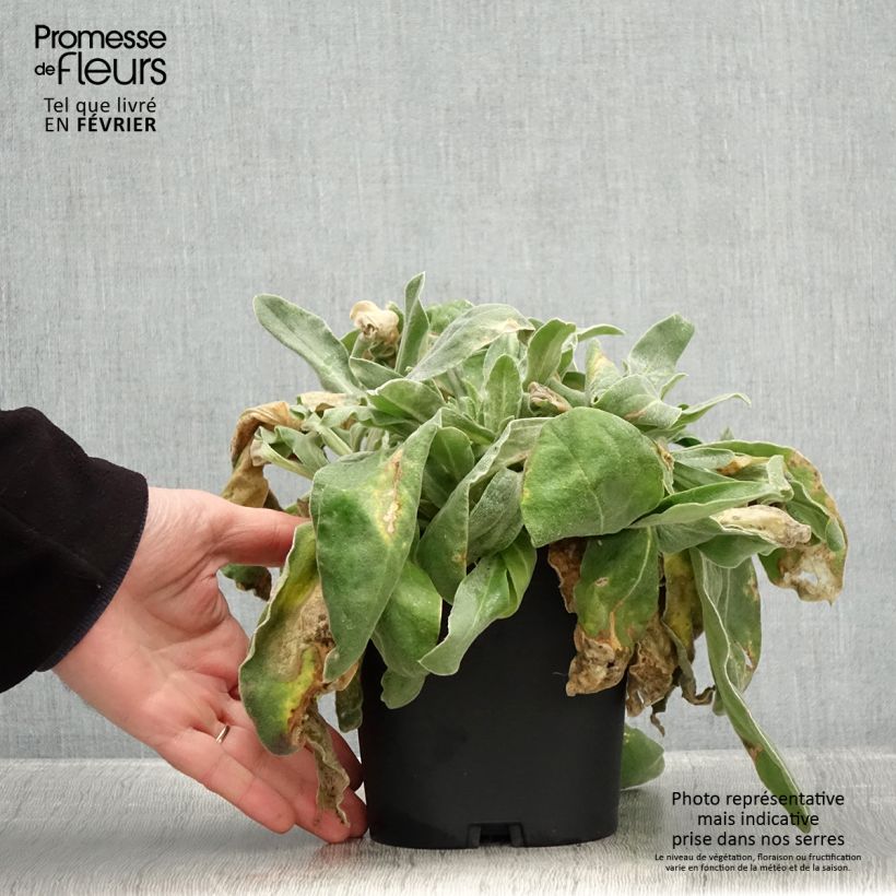 Exemplar von Kranz-Lichtnelke - Lychnis coronaria Topf mit 2L/3L wie im Winter geliefert