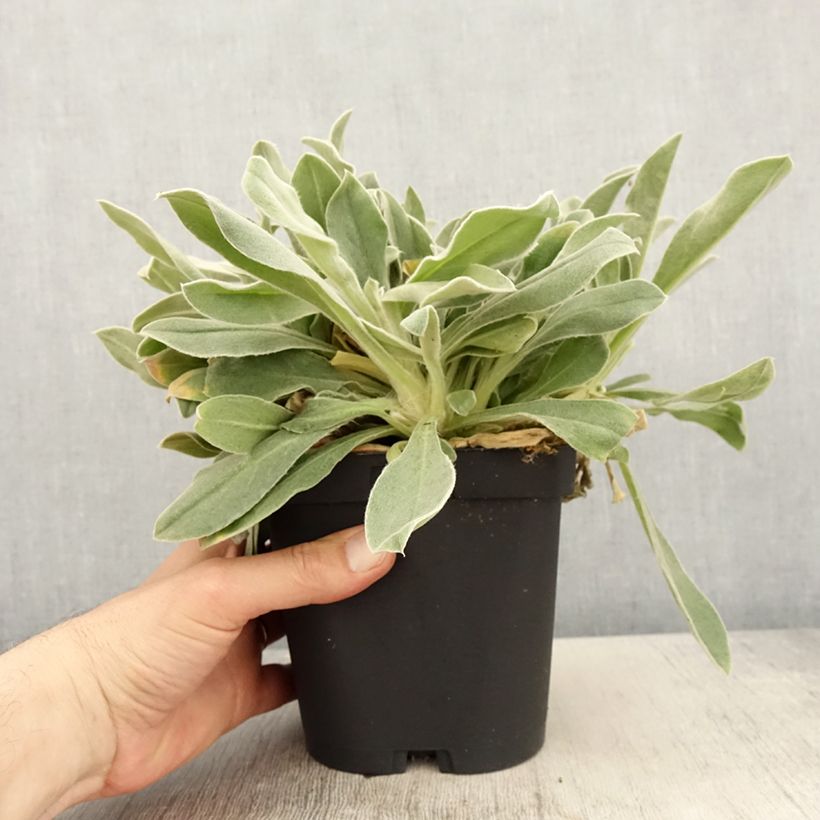 Exemplar von Kranz-Lichtnelke - Lychnis coronaria Topf mit 2L/3L wie im Frühjahr geliefert