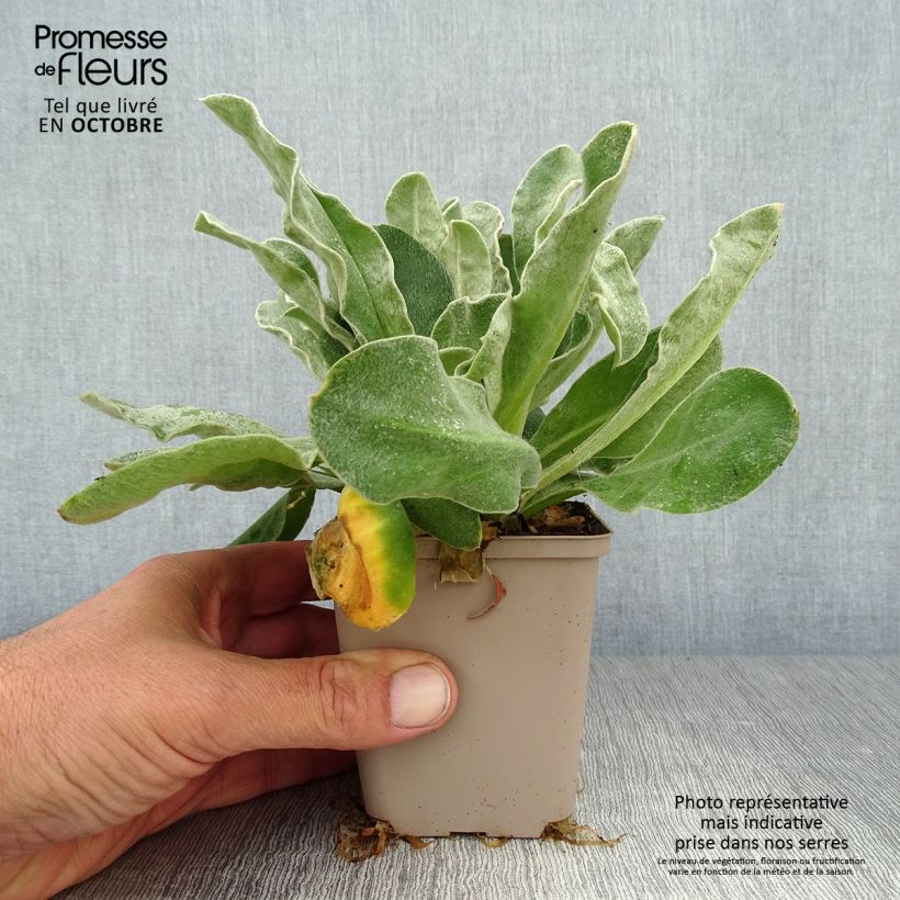 Exemplar von Kranz-Lichtnelke Gardener s World - Lychnis coronaria Kleine Töpfe von 8/9 cm wie im Herbst geliefert