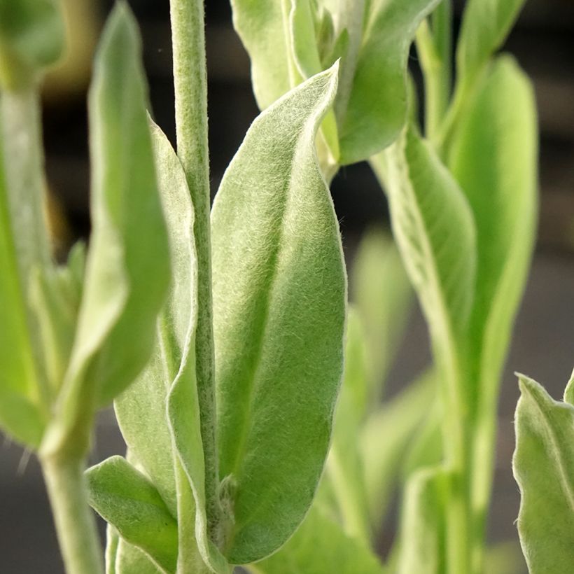Kranz-Lichtnelke Gardener s World - Lychnis coronaria (Laub)