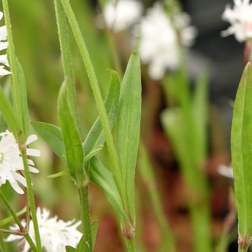 Kuckucks-Lichtnelke Petit Henri - Lychnis flos-cuculi (Laub)