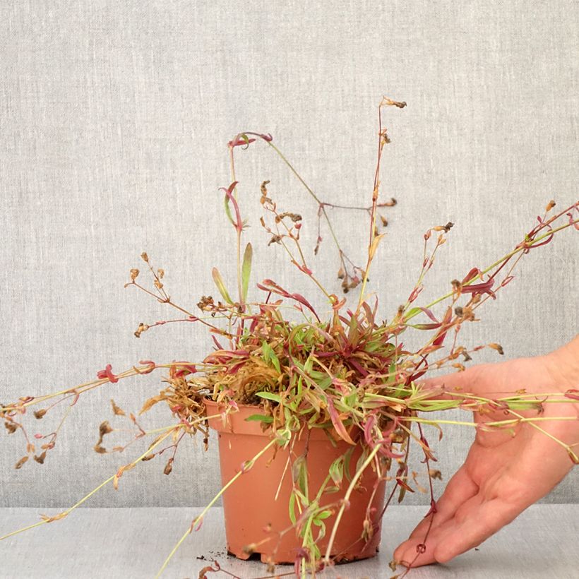 Exemplar von Kuckucks-Lichtnelke Petit Henri - Lychnis flos-cuculi Topf mit 1,5L/2L wie im Sommer geliefert