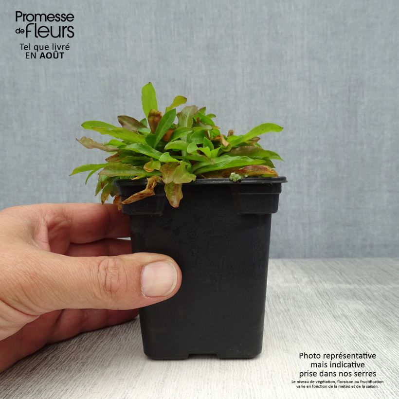 Exemplar von Kuckucks-Lichtnelke White Robin - Lychnis flos-cuculi Kleine Töpfe von 7/8 cm wie im Sommer geliefert