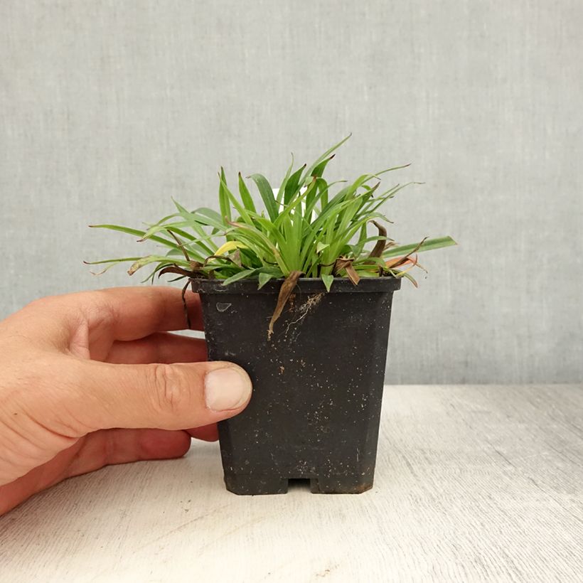Exemplar von Gewöhnliche Pechnelke Splendens - Lychnis viscaria Kleine Töpfe von 8/9 cm wie im Sommer geliefert