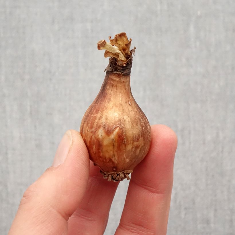 Exemplar von Lycoris radiata - Spinnenlilie Zwiebel Kaliber/Größe I wie im Frühjahr geliefert
