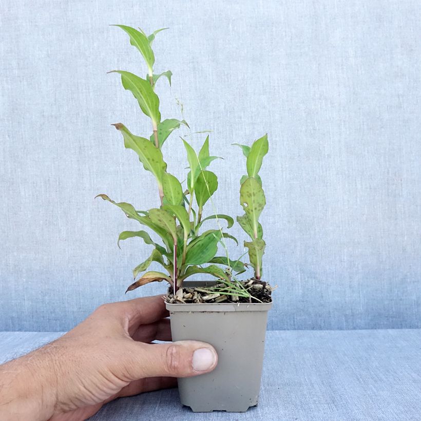 Exemplar von Tricyrtis formosana Dark Beauty - Krötenlilie Kleine Töpfe von 8/9 cm wie im Sommer geliefert