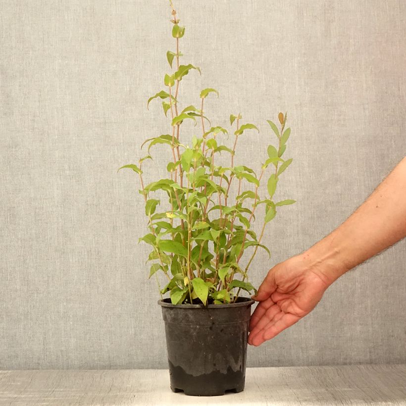 Exemplar von Tricyrtis formosana Dark Beauty - Krötenlilie Topf mit 2L/3L wie im Sommer geliefert