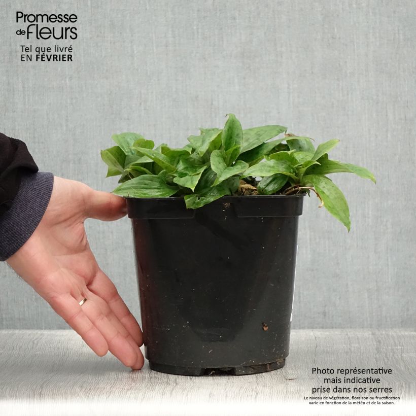 Exemplar von Tricyrtis formosana Pink Freckles - Krötenlilie Topf mit 2L/3L wie im Winter geliefert