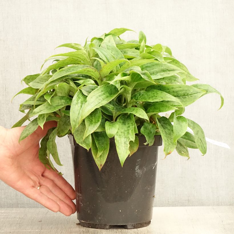 Exemplar von Tricyrtis formosana Pink Freckles - Krötenlilie Topf mit 2L/3L wie im Frühjahr geliefert