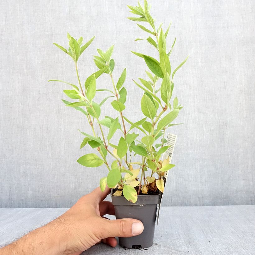 Exemplar von Lysimachia punctata - Gilbweiderich Kleine Töpfe von 8/9 cm wie im Sommer geliefert