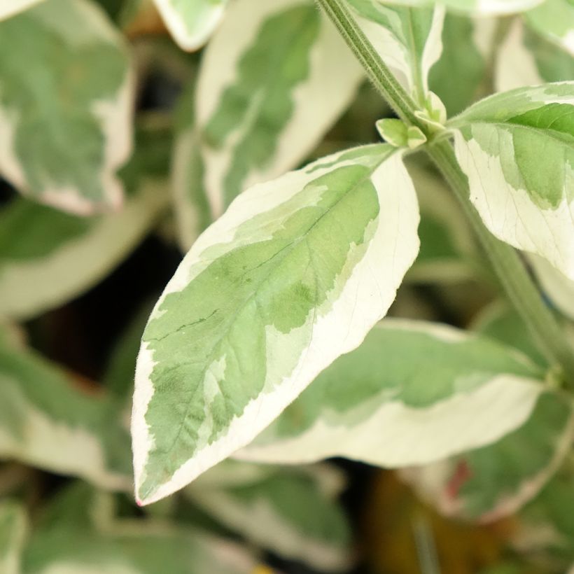Lysimachia punctata Variegata - Gilbweiderich (Laub)