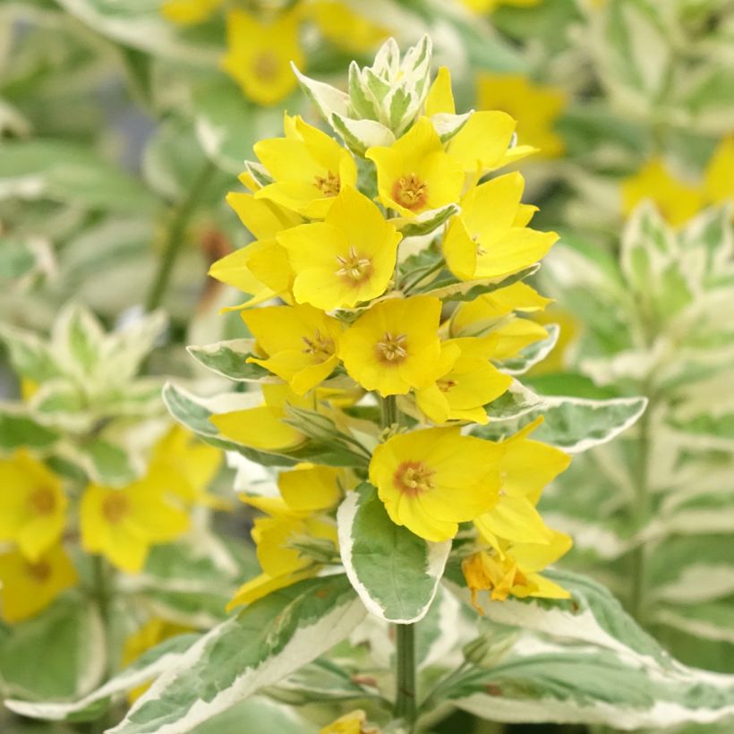 Lysimachia punctata Variegata - Gilbweiderich (Blüte)