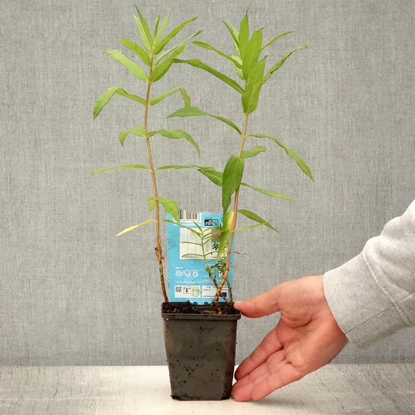 Exemplar von Lysimachia thyrsiflora - Straußblütiger Gilbweiderich Kleine Töpfe von 8/9 cm wie im Sommer geliefert