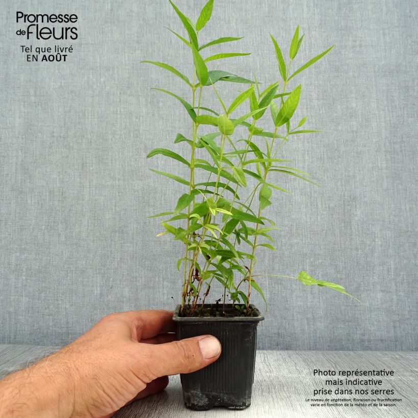 Exemplar von Lysimachia vulgaris - Gewöhnlicher Gilbweiderich Kleine Töpfe von 8/9 cm wie im Sommer geliefert
