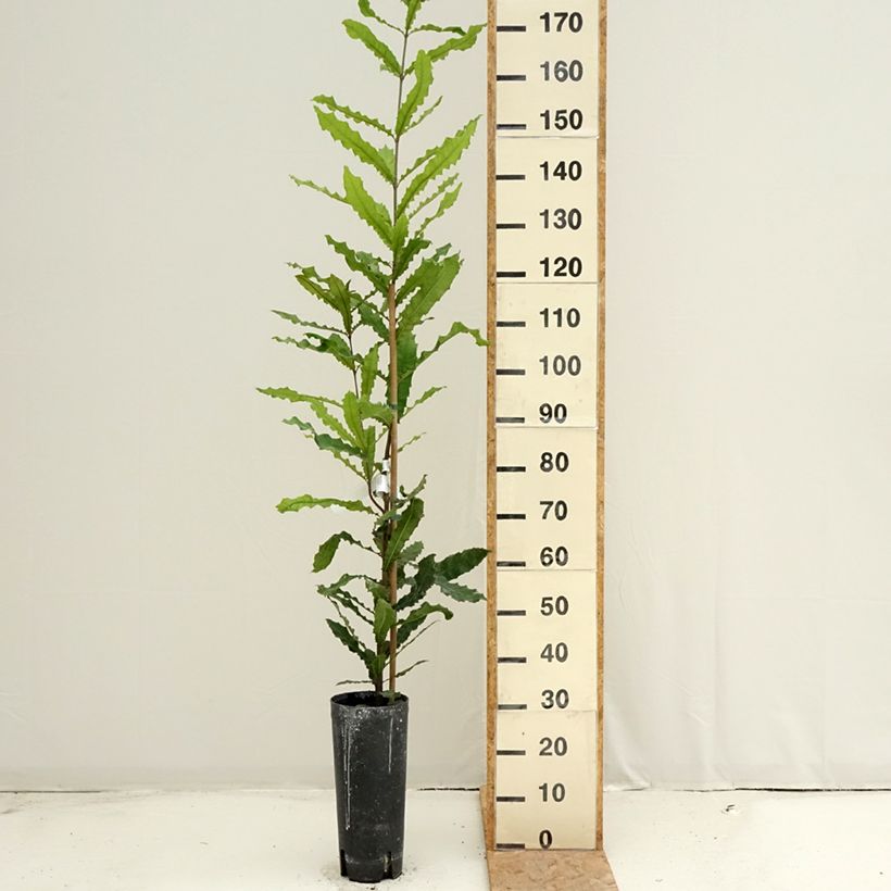 Exemplar von Macadamia integrifolia - Macadamia-Baum Topf mit 4L/5L wie im Sommer geliefert