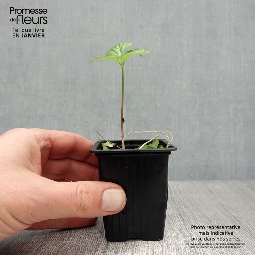 Exemplar von Gespenst-Gelbdolde - Smyrnium olusatrum Kleine Töpfe von 7/8 cm wie im Winter geliefert