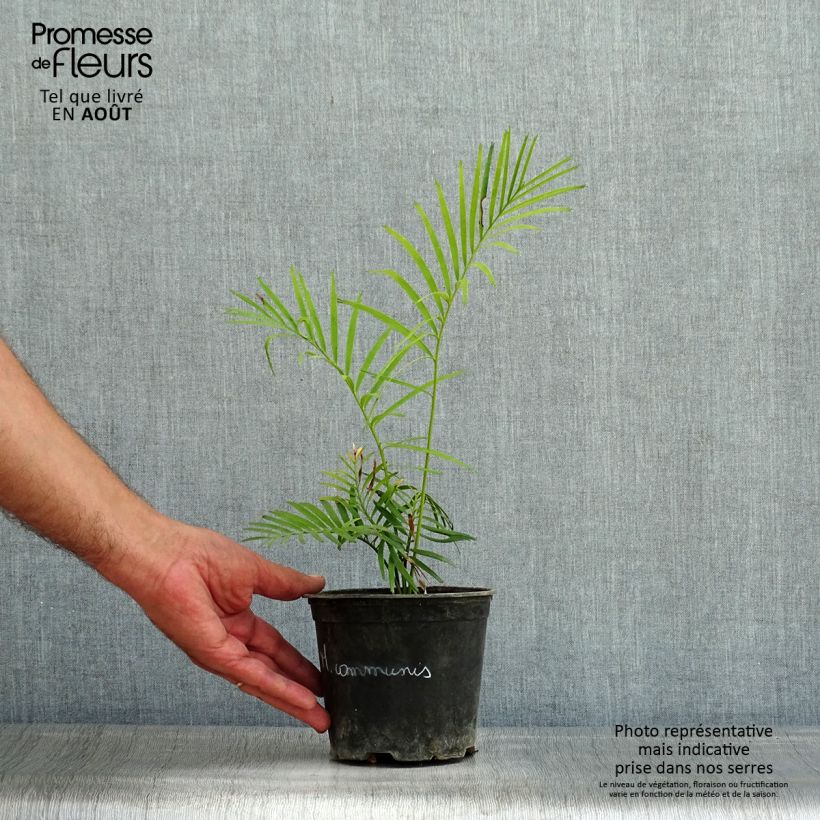 Exemplar von Macrozamia communis - Palmfarn Topf 12 cm / 13 cm wie im Sommer geliefert