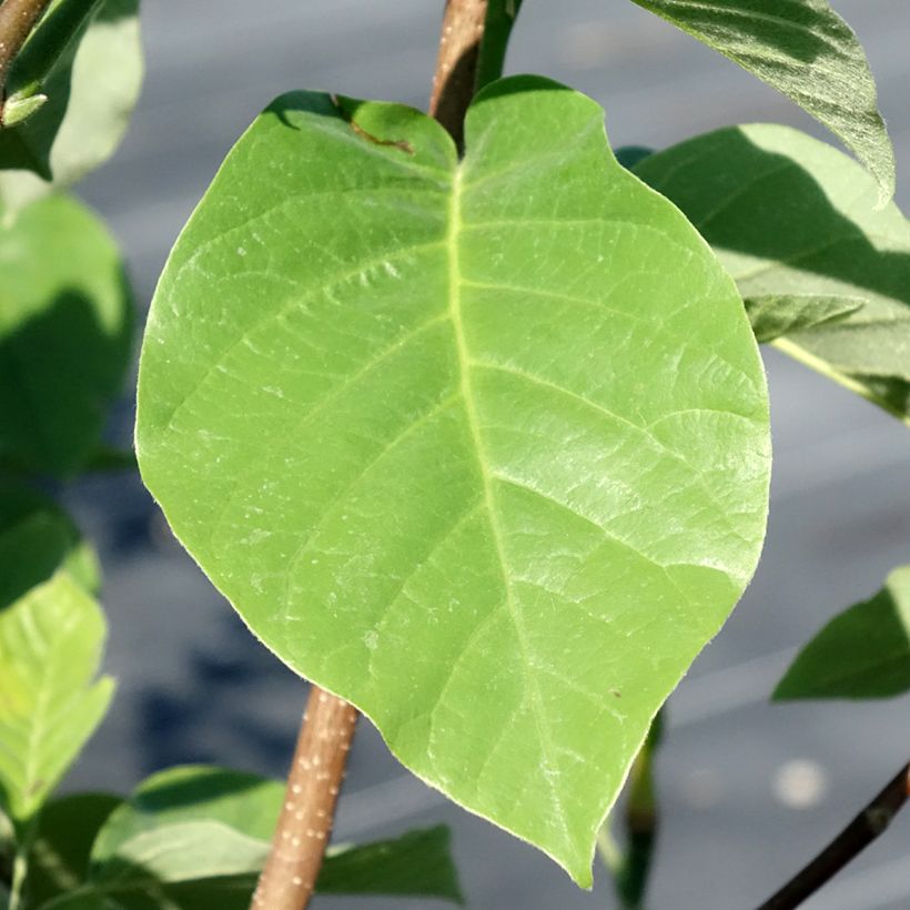 Magnolia acuminata Blue Baby - Gurken-Magnolie (Laub)