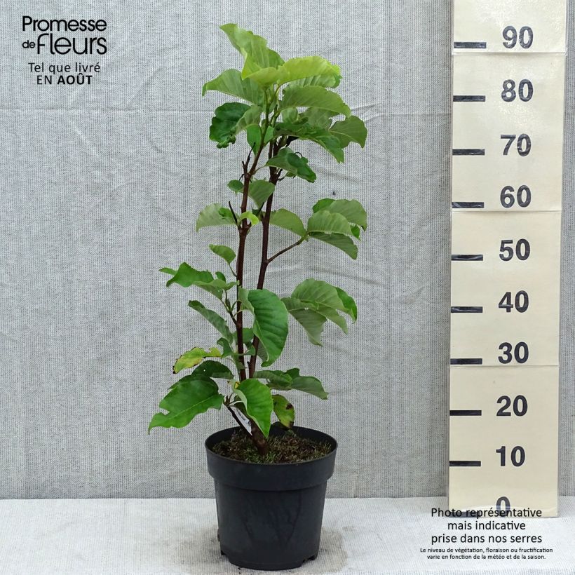 Exemplar von Magnolia acuminata Blue Opal - Gurken-Magnolie Topf mit 7,5L/10L wie im Sommer geliefert