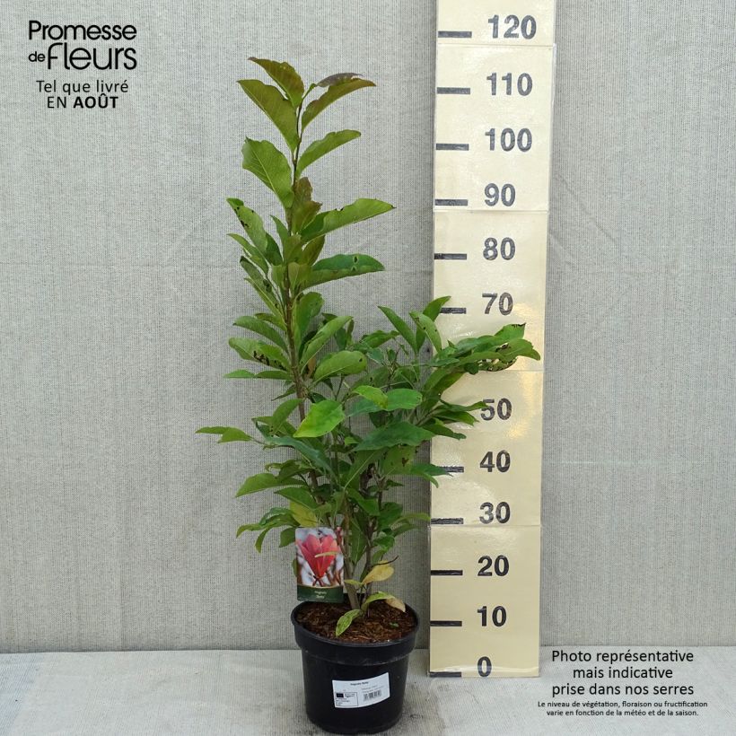 Exemplar von Magnolia Betty - Magnolie Topf mit 4L/5L wie im Sommer geliefert