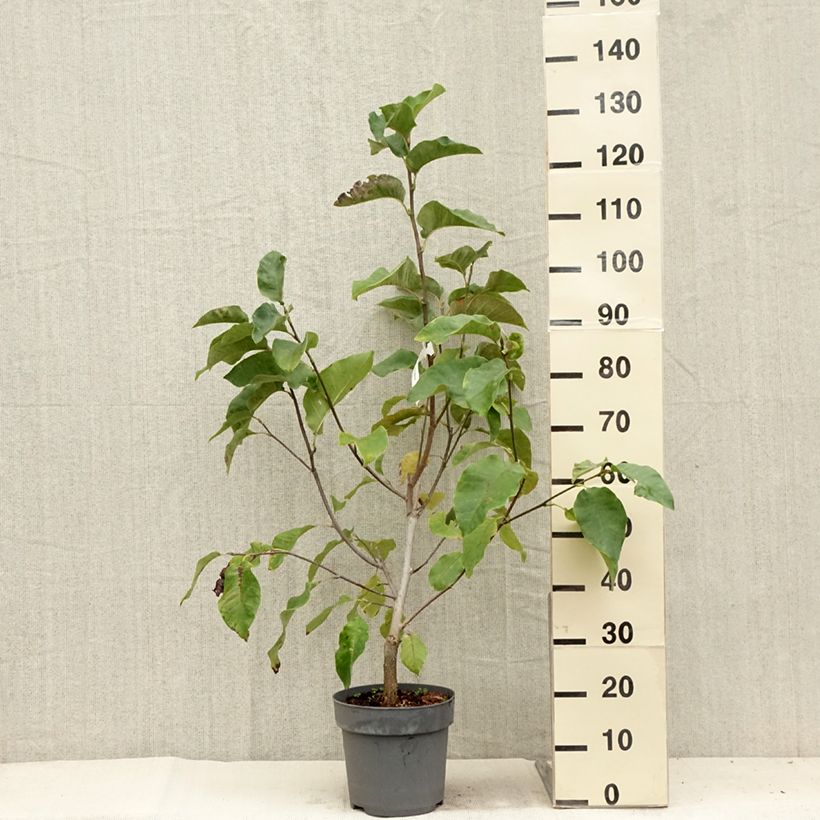 Exemplar von Magnolia brooklynensis Black Beauty - Magnolie Topf mit 6L/7L wie im Sommer geliefert