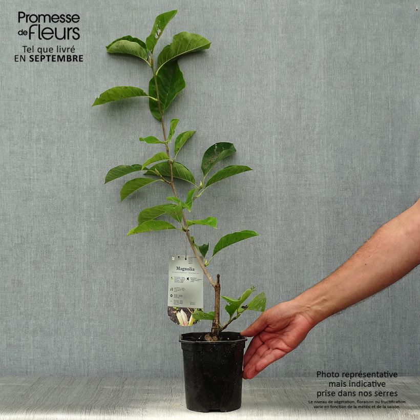 Exemplar von Magnolia brooklynensis Eva Maria - Magnolie Topf mit 2L/3L wie im Herbst geliefert