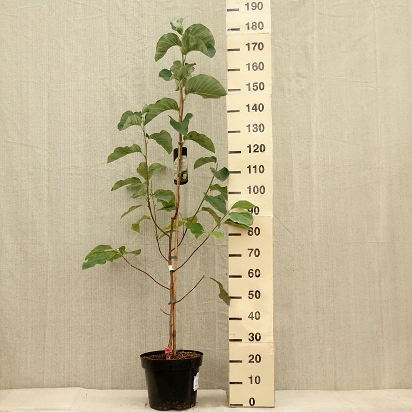 Exemplar von Magnolia acuminata Daphne - Gurken-Magnolie Topf mit 7,5L/10L wie im Herbst geliefert