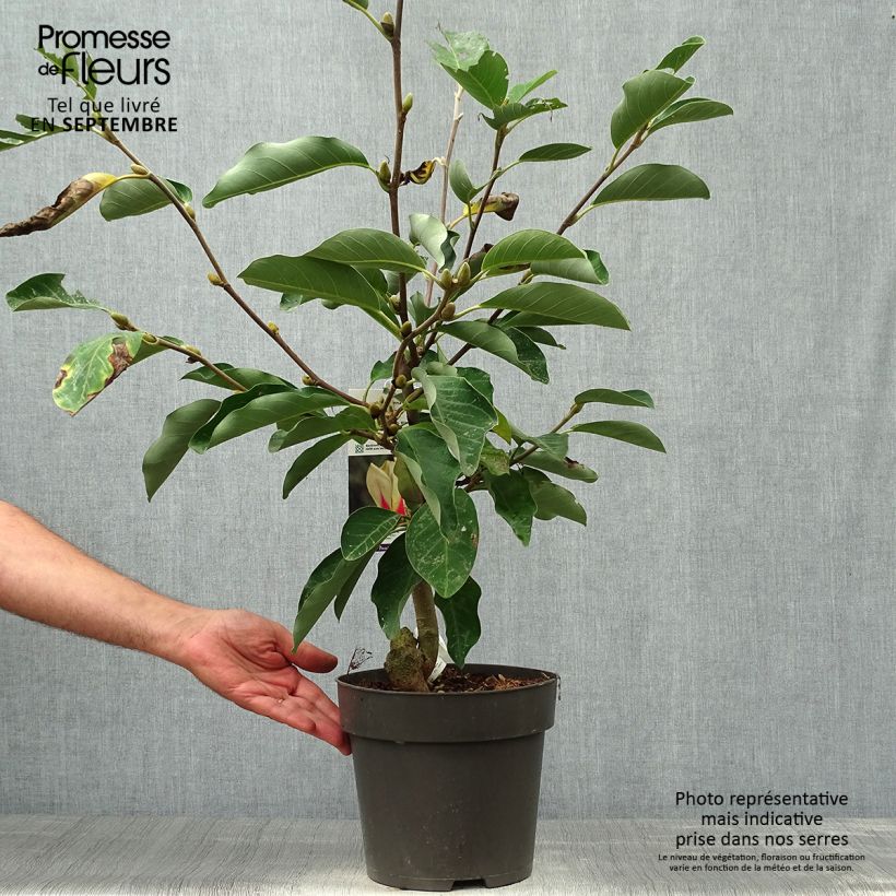 Exemplar von Magnolia denudata Sunrise - Yulan-Magnolie Topf mit 3L/4L wie im Herbst geliefert