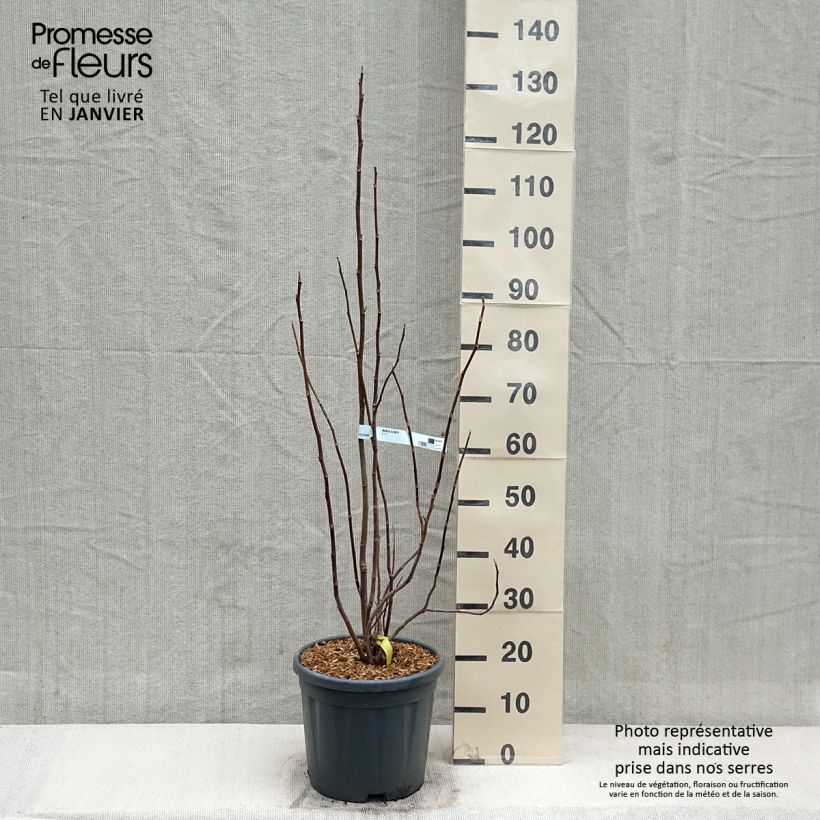 Exemplar von Magnolia Elisabeth - Magnolie Topf mit 7,5L/10L wie im Winter geliefert