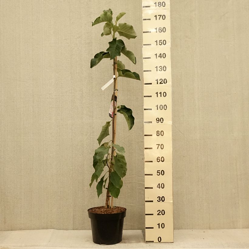 Exemplar von Magnolia soulangeana Emperor - Tulpen-Magnolie Topf mit 7,5L/10L wie im Sommer geliefert